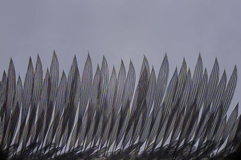 The edge of the mosquito wingphoto preview