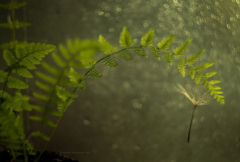 green*оваяphoto preview