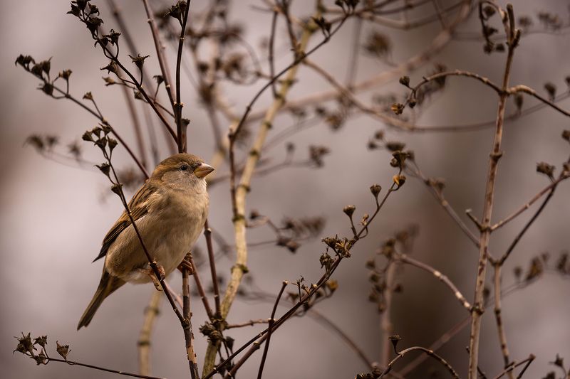 Sparrowphoto preview