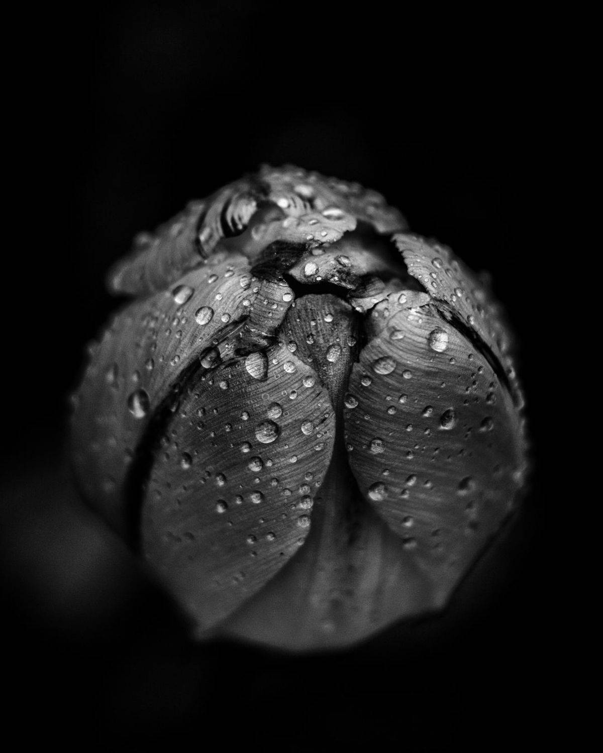 , Максим Салихов