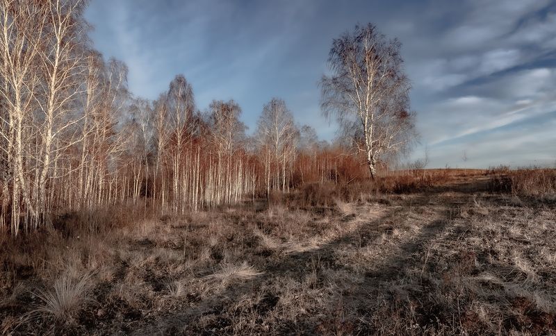 Лес, небо, отдельно стоящая берёза. Ожидание.photo preview