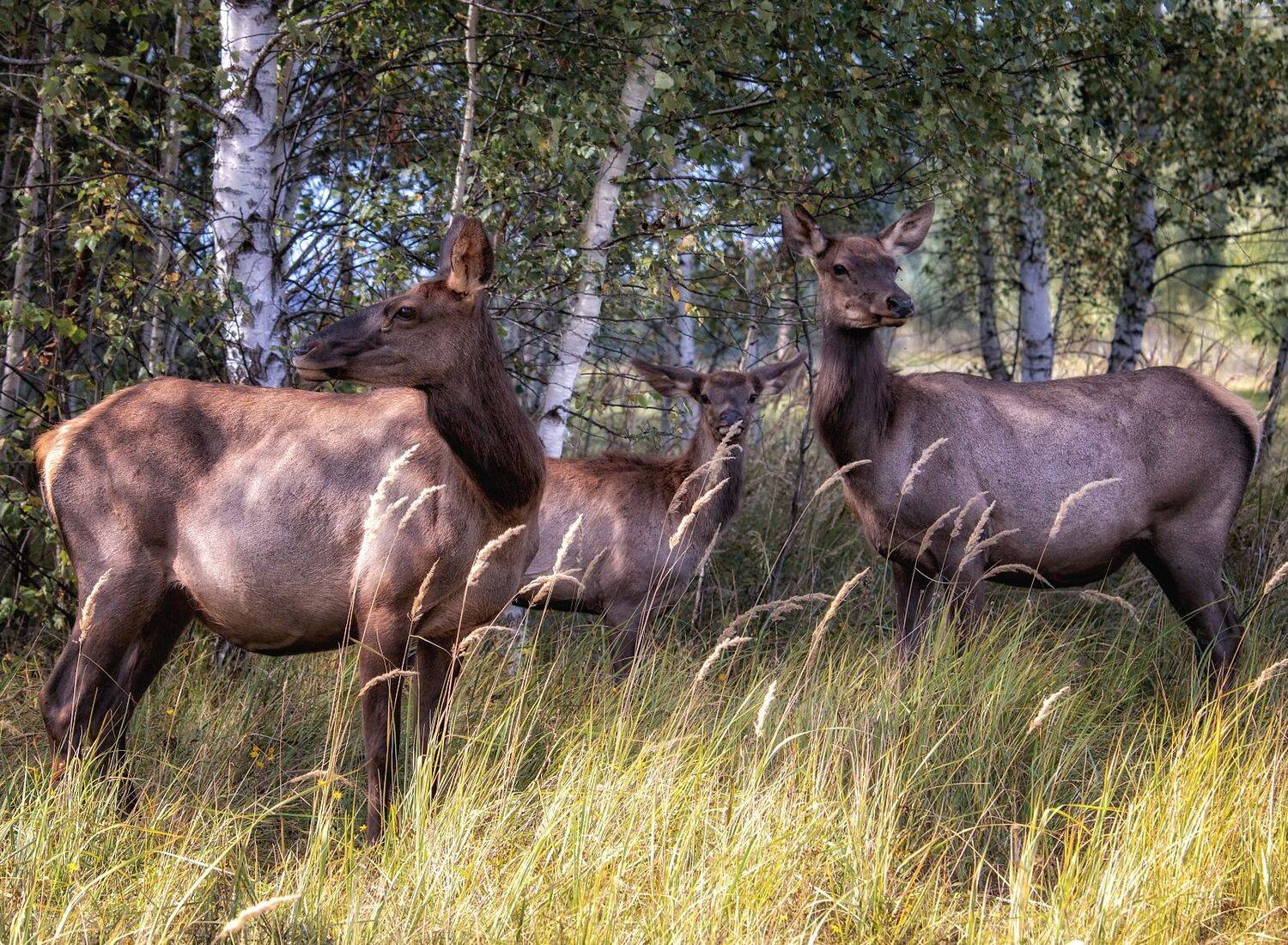 Олени.. Автор: Анатолий Салтыков олени., Анатолий Салтыков
