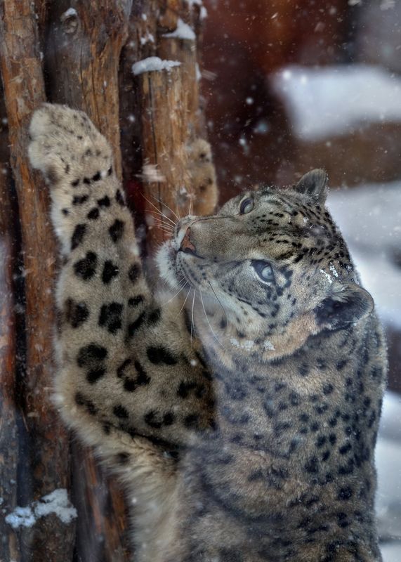 снежный барс Снежный барсphoto preview