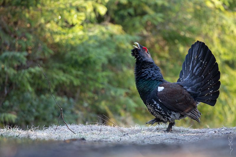 глухарь, глухариный ток подражатель.photo preview
