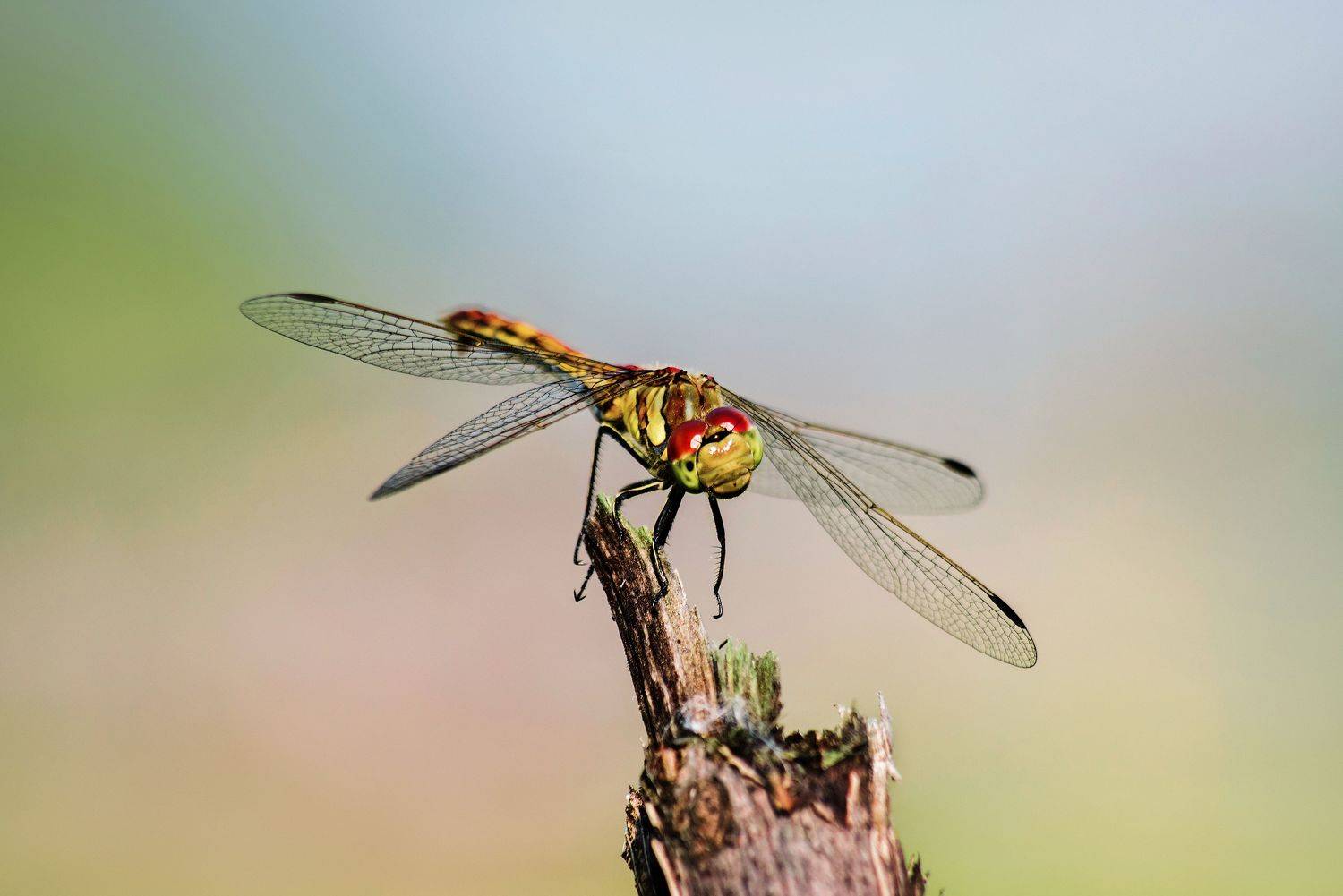 стрекоза, ветка, лето, макро, размытый, фон, Сальников Евгений