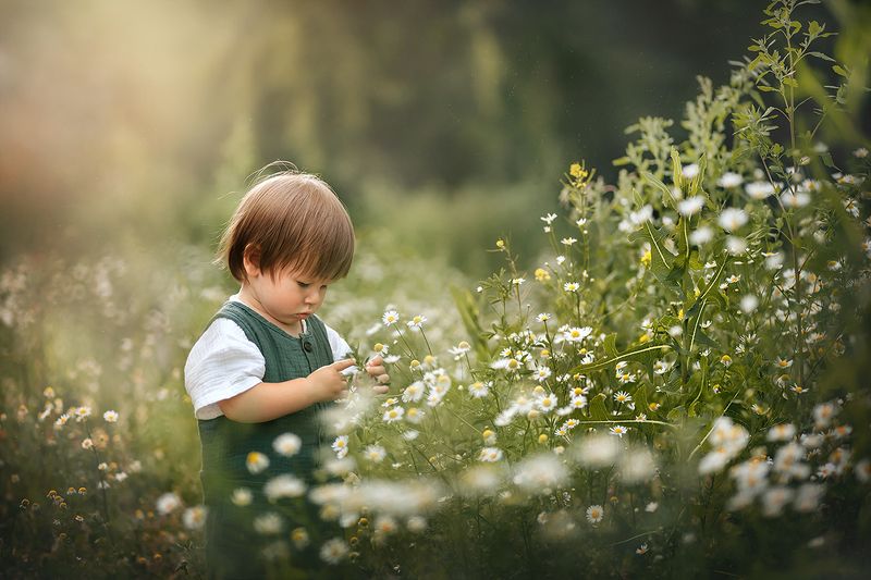 лето, цветы, ромашки, дети, ребенок, малыш, мальчик, поле Ромашковое полеphoto preview
