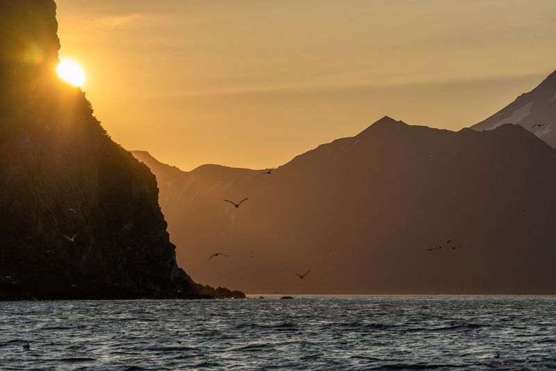 закат, море, океан, чайки, солнце, птицы photo preview