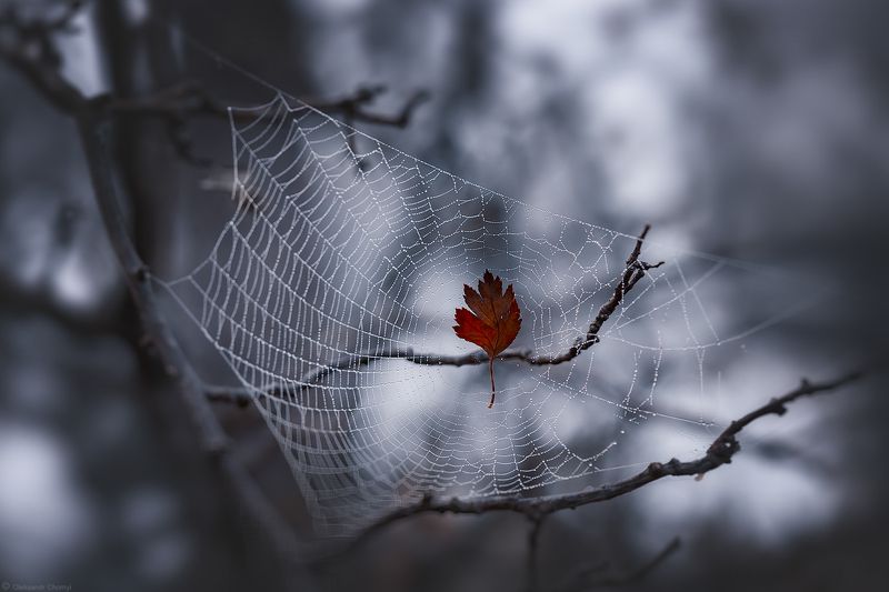 осень, паутина, листик, ***photo preview