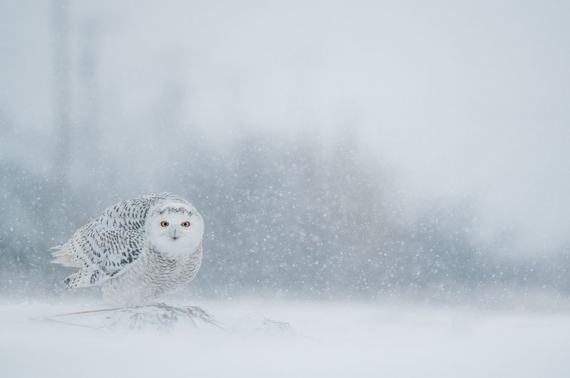 Nomads of the Northphoto preview