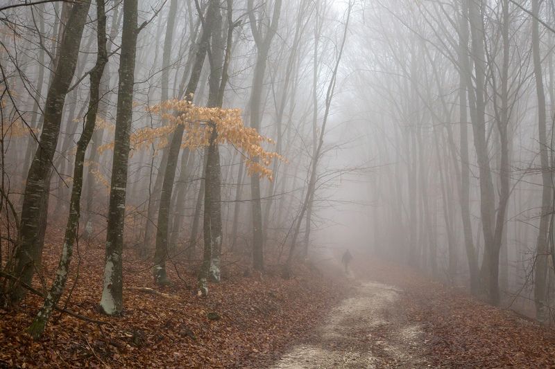 По лесной дорожке...photo preview