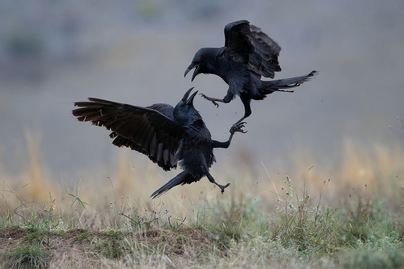 Междоусобицаphoto preview