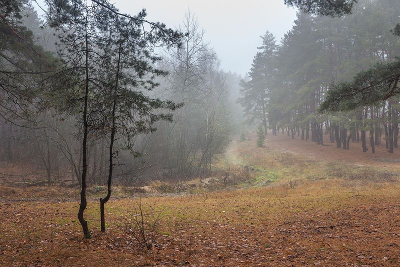 осень, лес, ноябрь, заповедник photo preview
