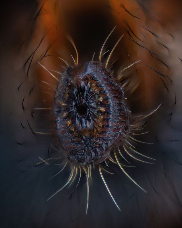 The mouth of a flyphoto preview