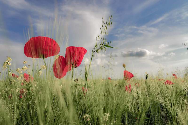 Во ржи.photo preview