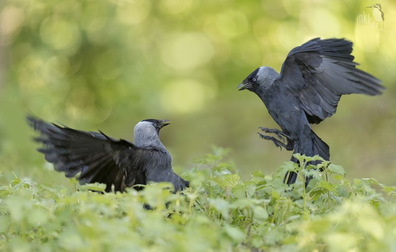 Kawki dwiephoto preview