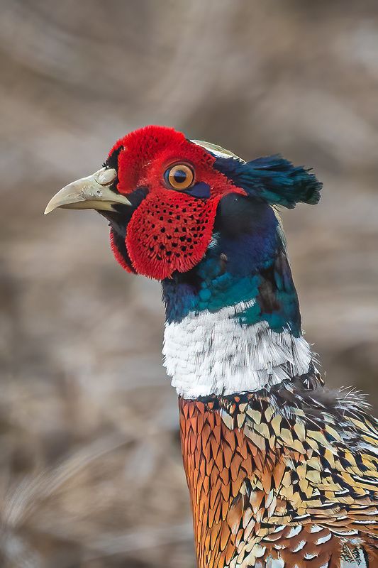 Портрет самца фазана.photo preview