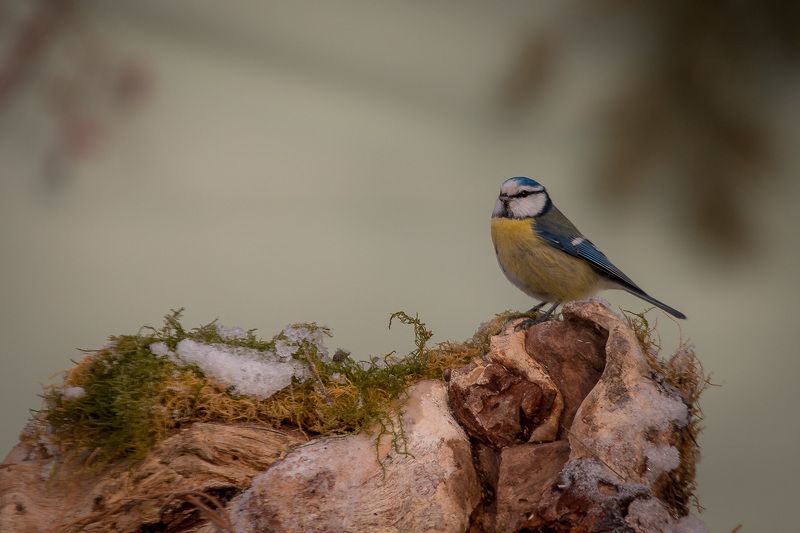 лазоревка, птицы, birds, wildlife, blue tit Лазоревкаphoto preview