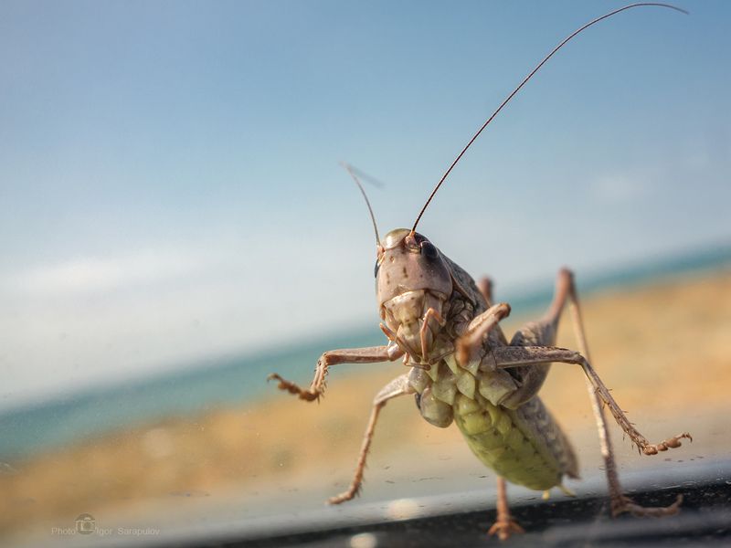 кузнечик, кузнечик белолобый, decticus albifrons, кузнечик серый, южный бородавочник,  макро, макро рассказ, фото рассказ, макрофото охота, усы,  море, берег, путешествия на автомобиле, отдых, фототуризм, путешествие, через стекло, ветровое стекло, Кузнечик белолобыйphoto preview