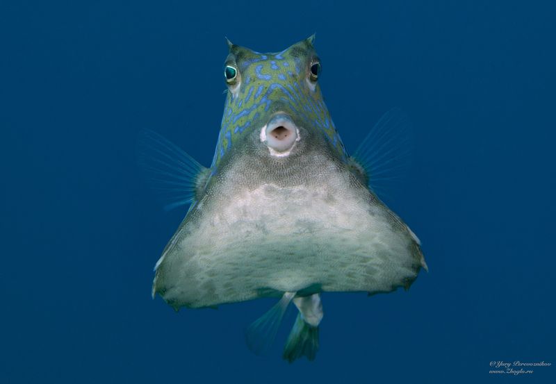 подводное фото подводный мир хургада египет жогло zhoglo красное море Я лечууууphoto preview