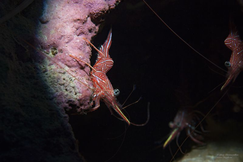 подводное фото подводный мир хургада египет жогло zhoglo красное море Хранители маленькой пещерыphoto preview