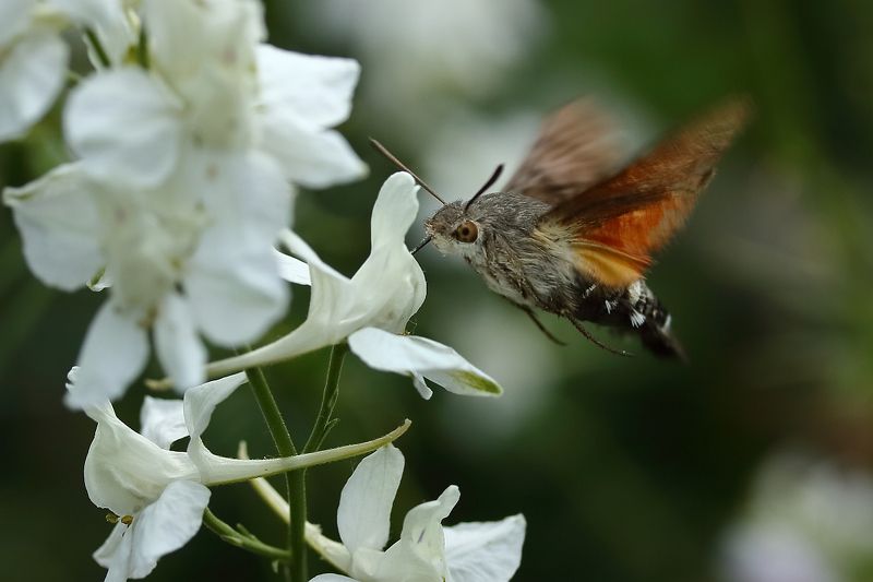 Дельфиниум и бражникphoto preview