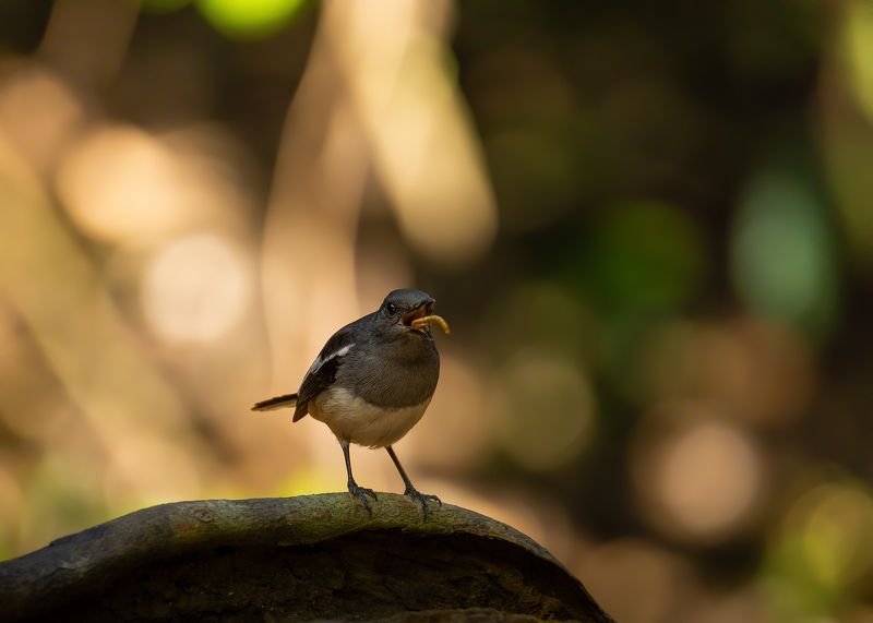 oriental magpie-robin, birds, animals, wildlife, птицы, пернатые, сорочий шама-дрозд Маленький динозаврphoto preview