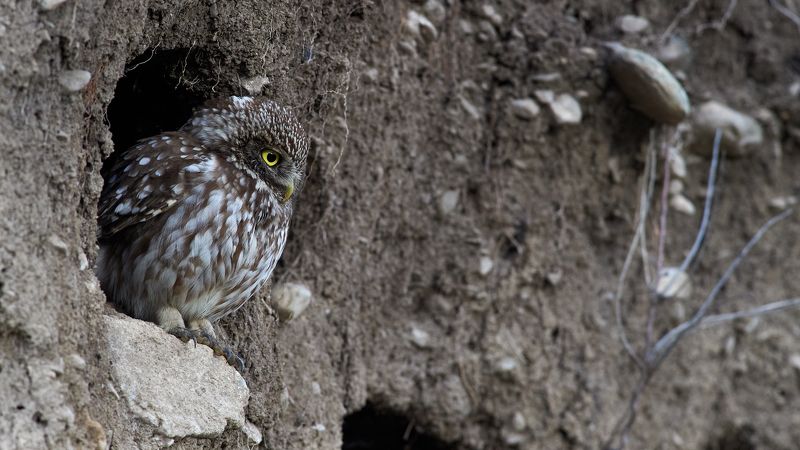 nature, wildlife, birds, owls ***photo preview