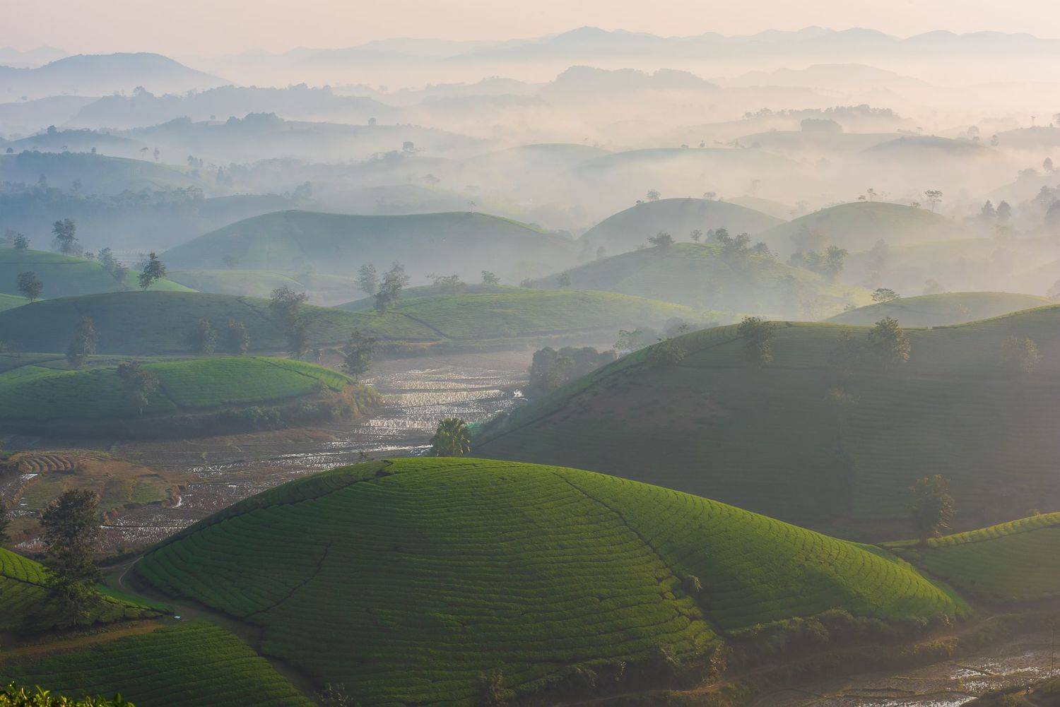 ,  Nguyễn Mạnh Đức