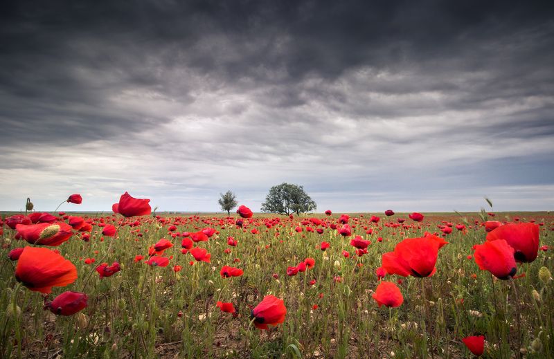 Среди маковphoto preview
