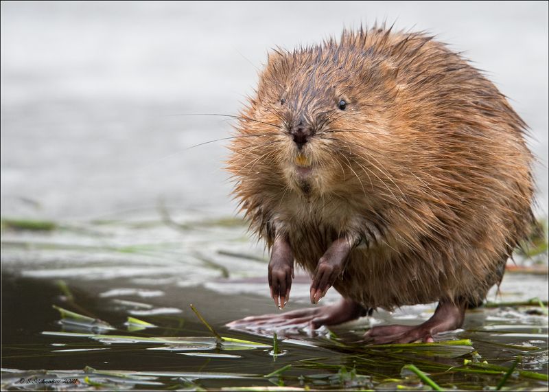 ондатра, фотоохота Чучундраphoto preview