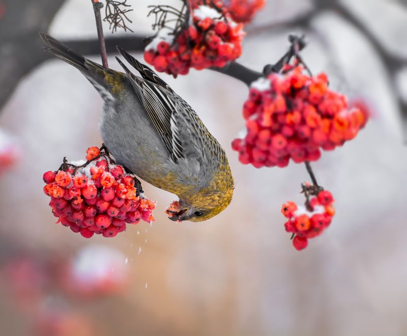 птица, щур, самка, рябина, зима, щур на рябине..photo preview