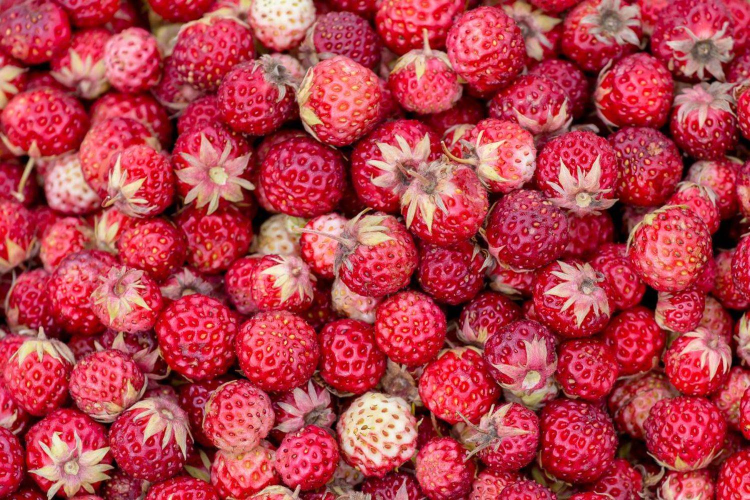 лето, июль, ягода, текстура, земляника, луг, Алексей Юденков