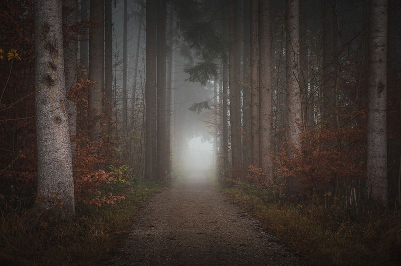 tree, trees, forest, fog, foggy, дерево, деревья, лес, туман photo preview