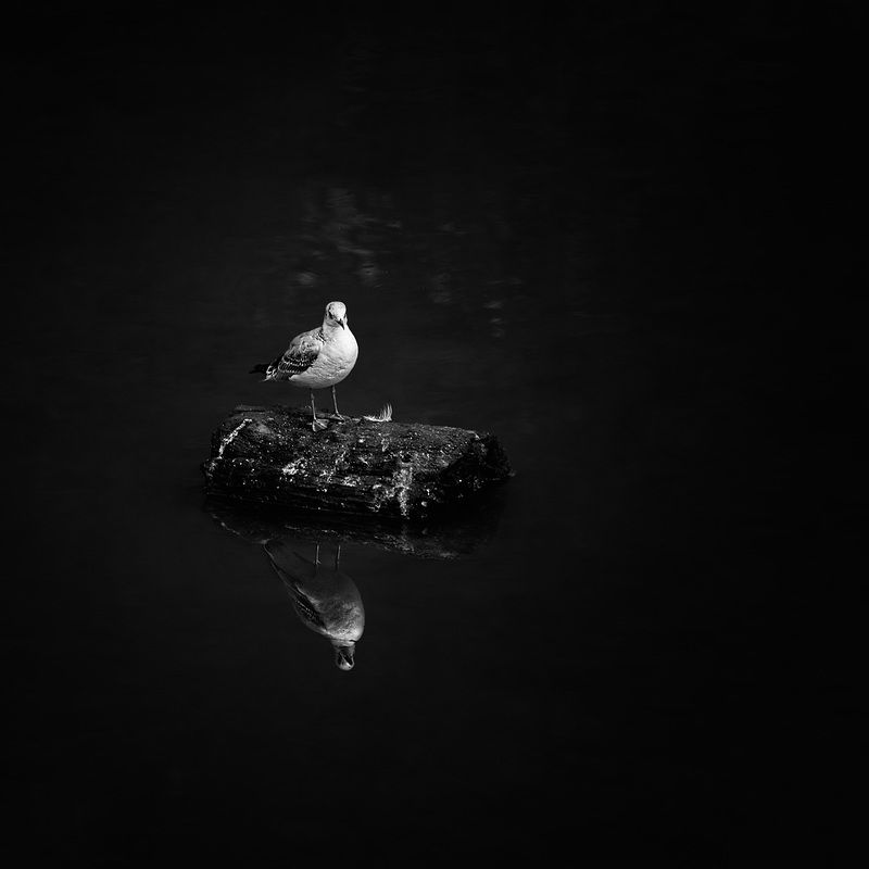 чб, фото., птицы, в, городе На Царицынском прудуphoto preview