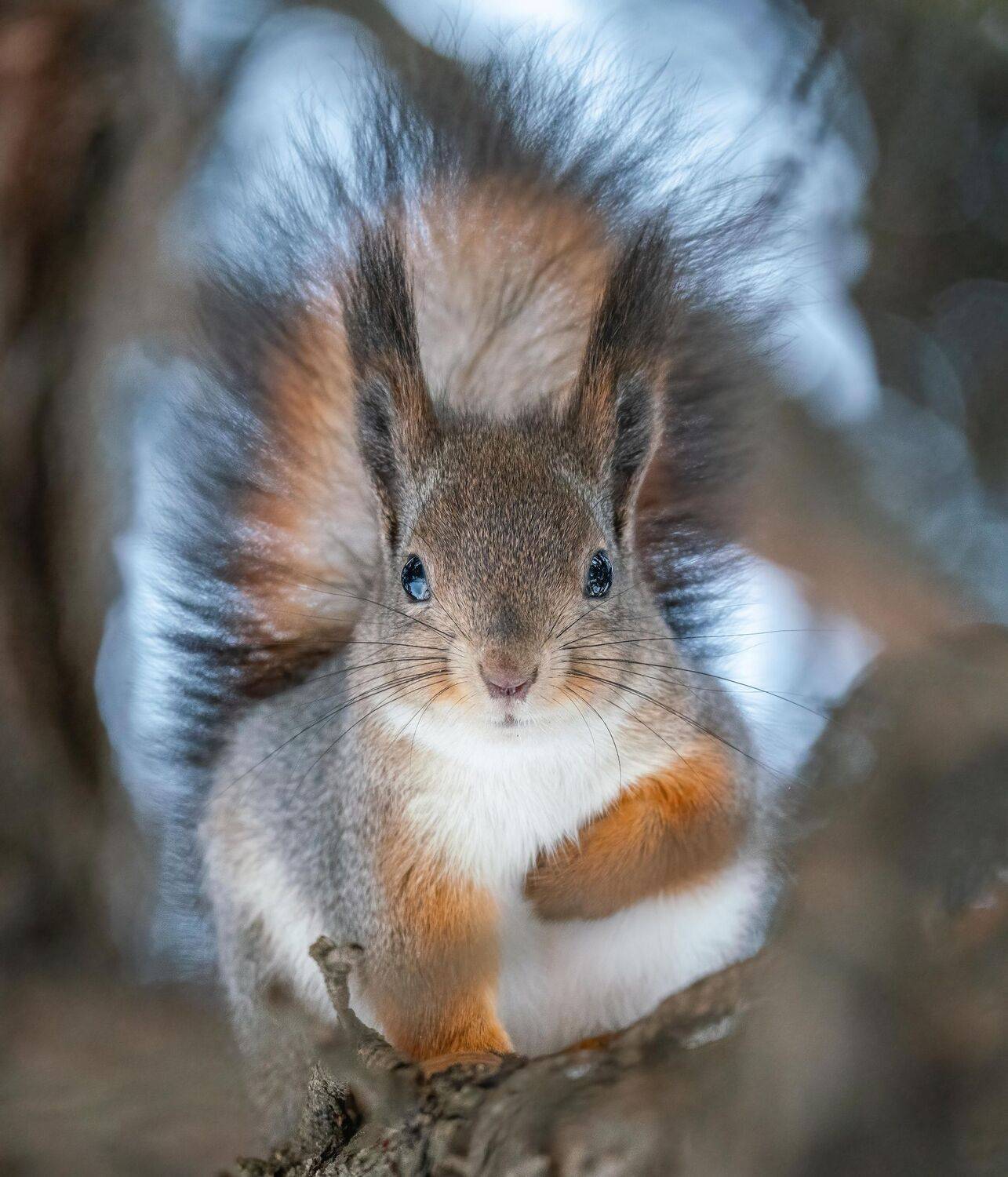 , Константин Дэм