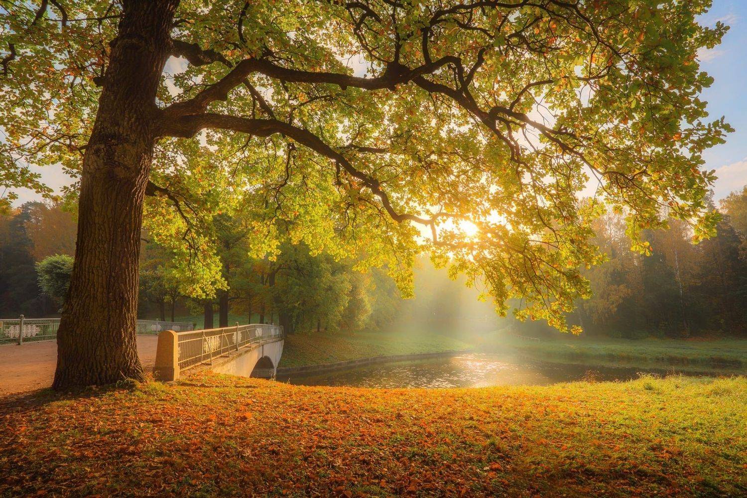 Павловский парк. Автор: Илья Сёмин пейзаж, Илья Сёмин