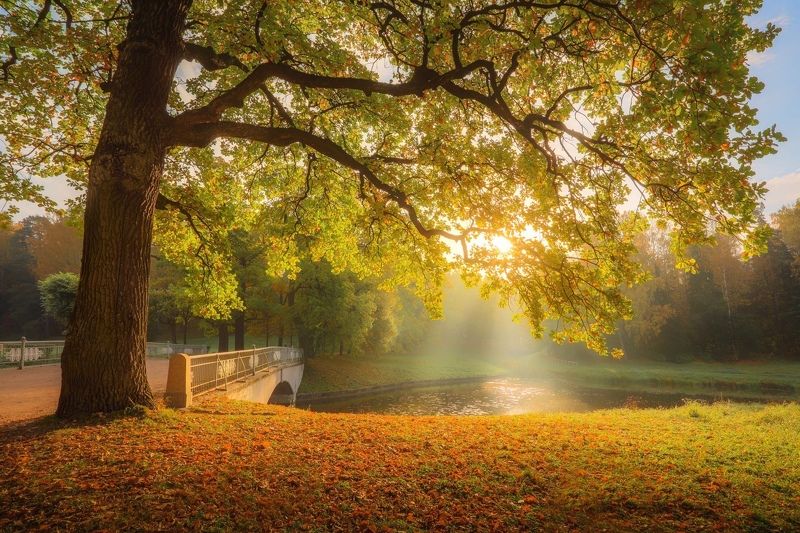 пейзаж Павловский паркphoto preview