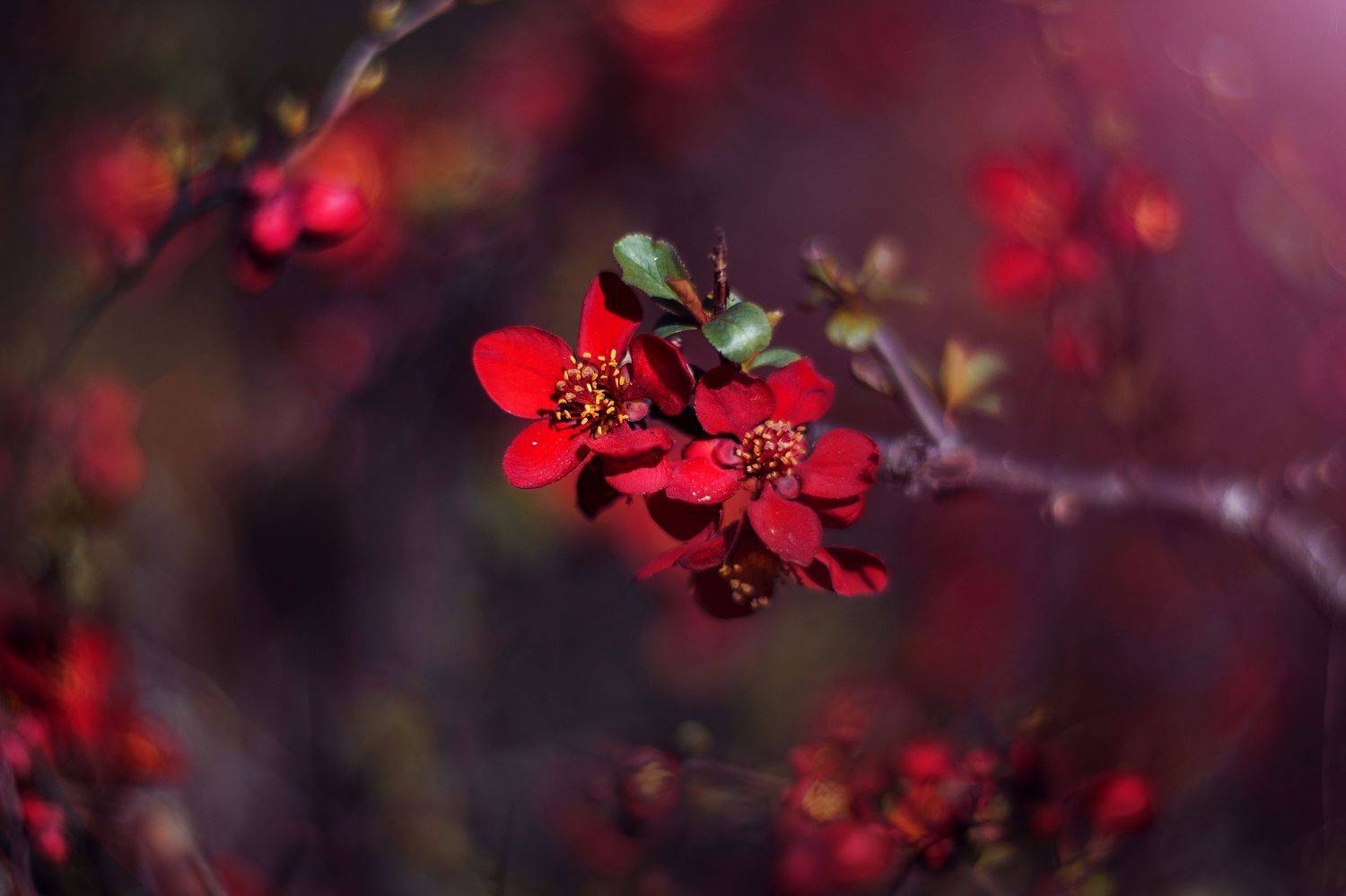 red. Автор: Борислав Алексиев red,flowers,wild,nature,light,bokeh,zenit,helios,, Борислав Алексиев