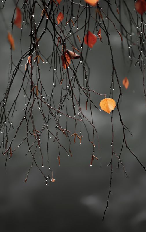 Плакала берёзаphoto preview