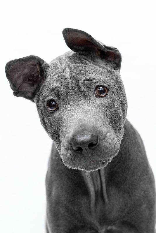 собака, животное, dog, тайский риджбек, щенок Здрасьте!photo preview