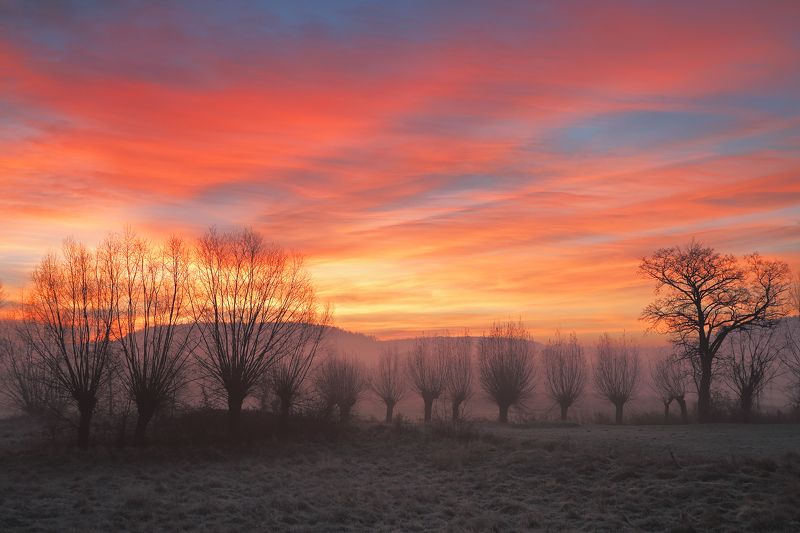 morning, sunrise, autumn, sky, cloud, light, tree, willow, The brushesphoto preview