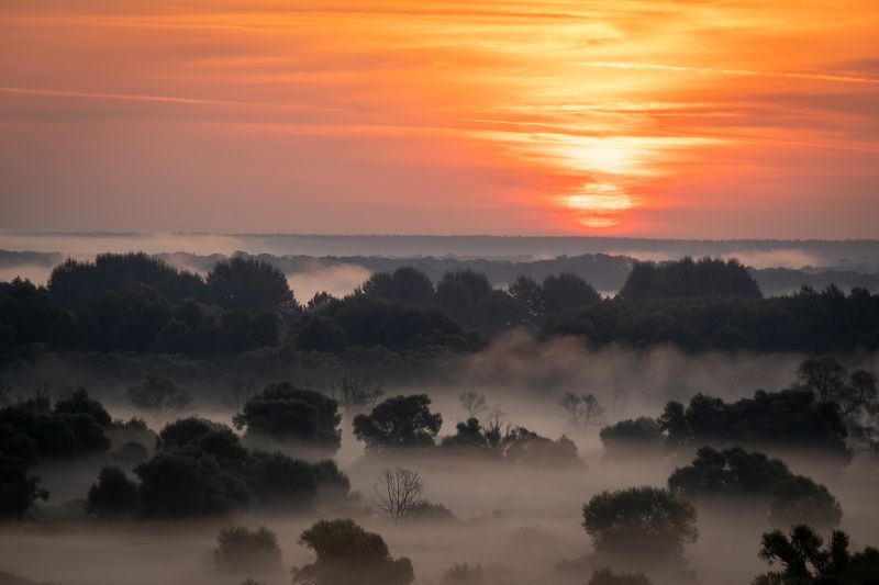 Лето, туман,  деревья,  птица, рассвет, Липецкая область, Диск солца золотогоphoto preview