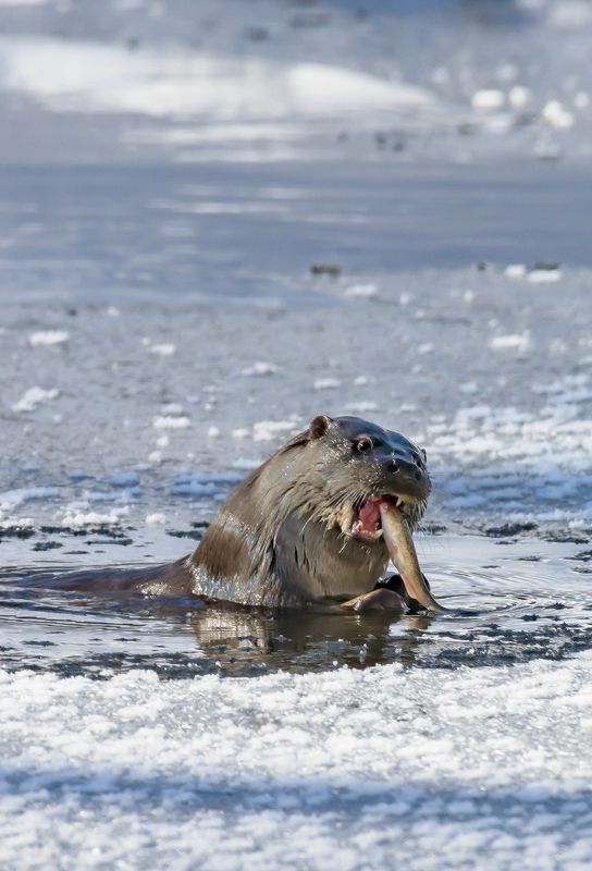 природа, животный мир, выдра, хабаровский край Сегодня рыбный деньphoto preview