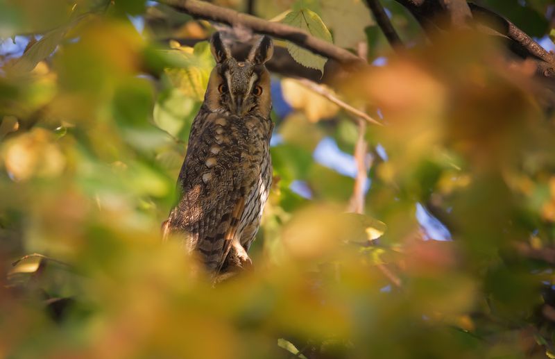 Asio otusphoto preview