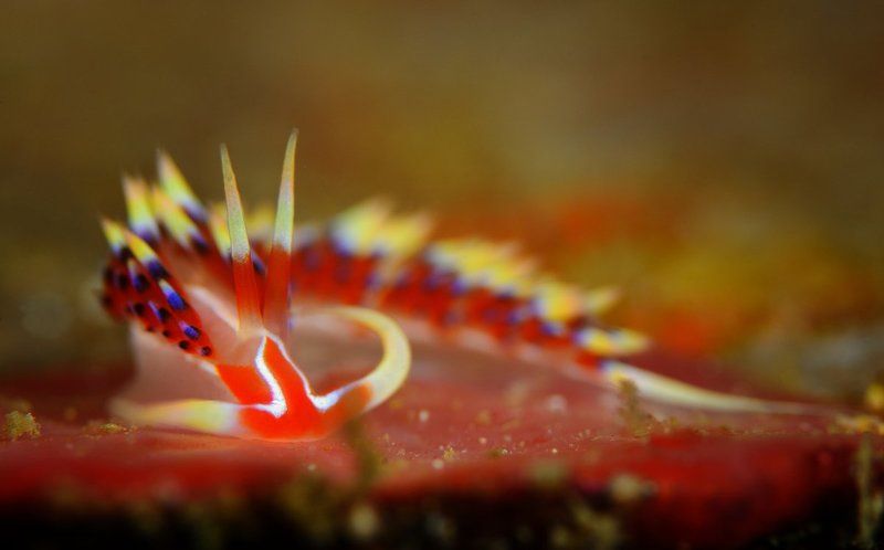 Puerto Galera. Indian Caloria\'s nudy.photo preview