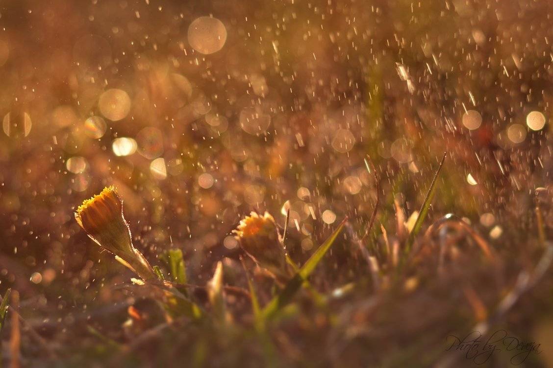 Утро спрей. Автор: JARO , JARO