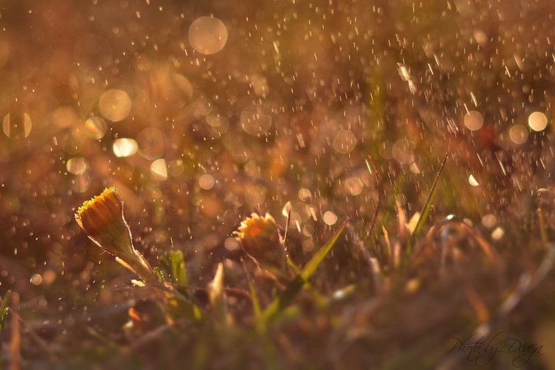 Утро спрейphoto preview