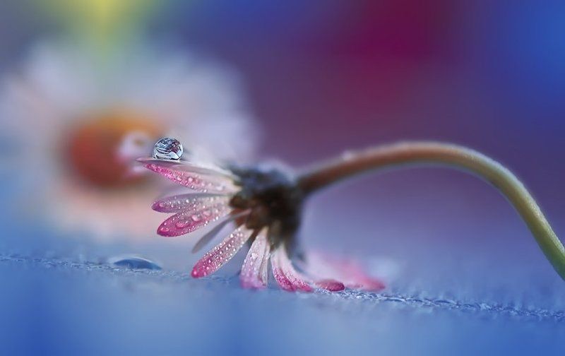 Blue, Closeup, Colors, Drop, Drops, Fine art, Flower, Garden, Light, Macro, Nature, Nikon, Reflection, Water \'\'*\'\'*\'\'*\'\'photo preview