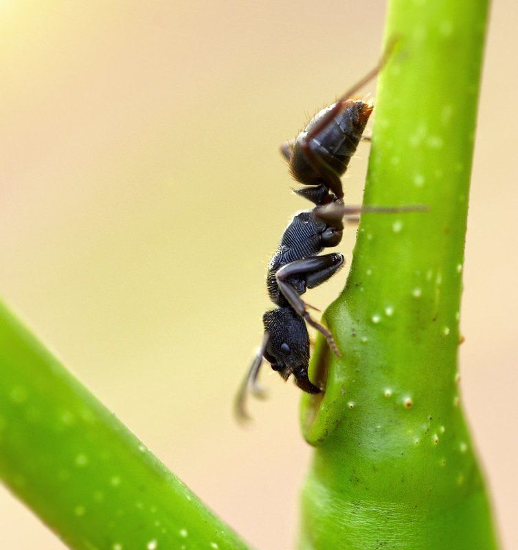 Closeup, Лаос, Макро, Муравей ***photo preview