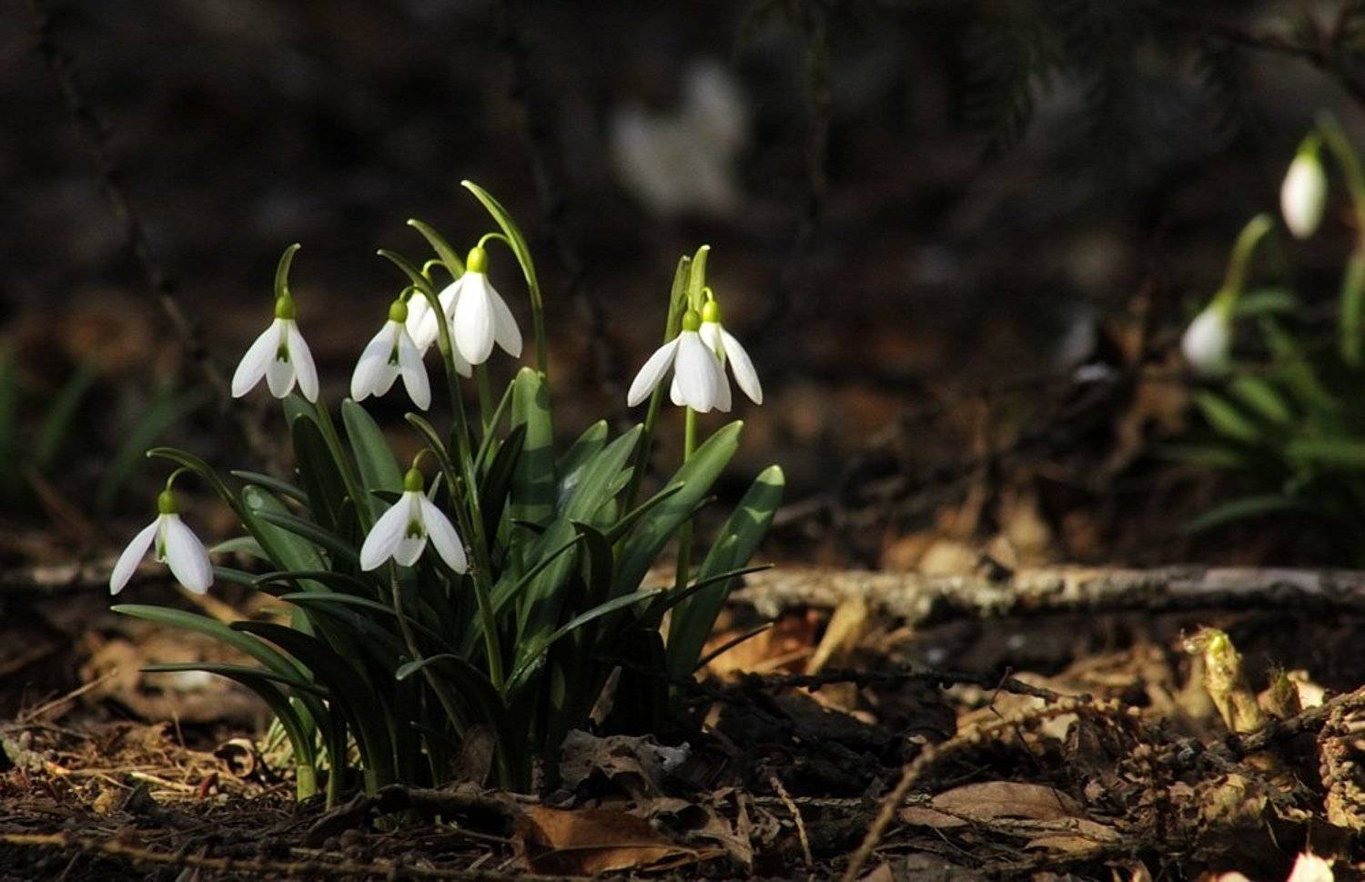 Предвестники весны. Автор: ジュリア , ジュリア